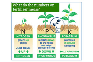 تعریف کلی کود NPK و تاثیر آن بر روی گیاه