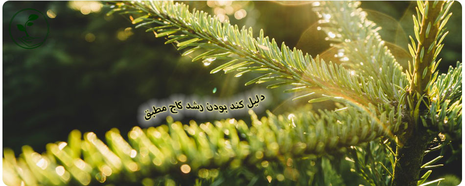 علت رشد کم کاج مطبق