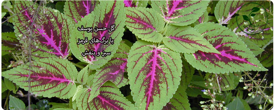 معرفی گل حسن یوسف