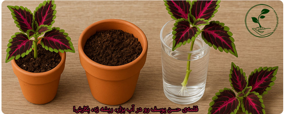 نحوه تکثیر گیاه حسن یوسف