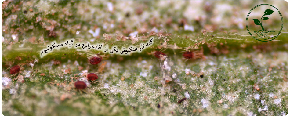 کنه قرمز در گیاه سینگونیوم
