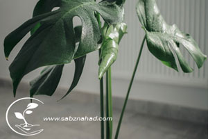 برگ انجیری - Monstera Deliciosa