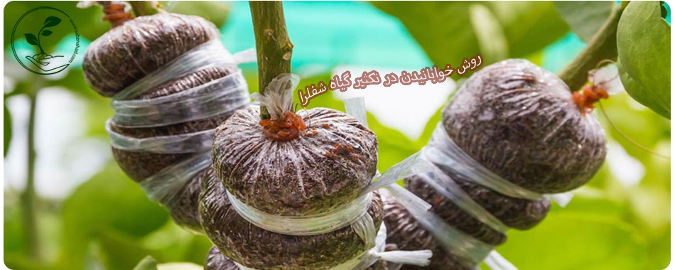 مراحل تکثیر شفلرا