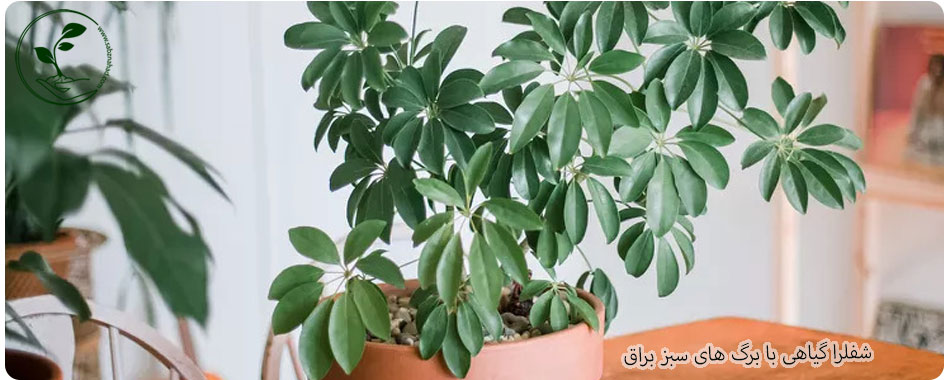 مشخصات شفلرا