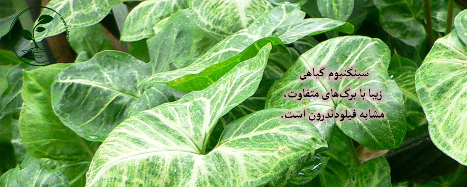 تفاوت سینگنیوم و فیلودندرون