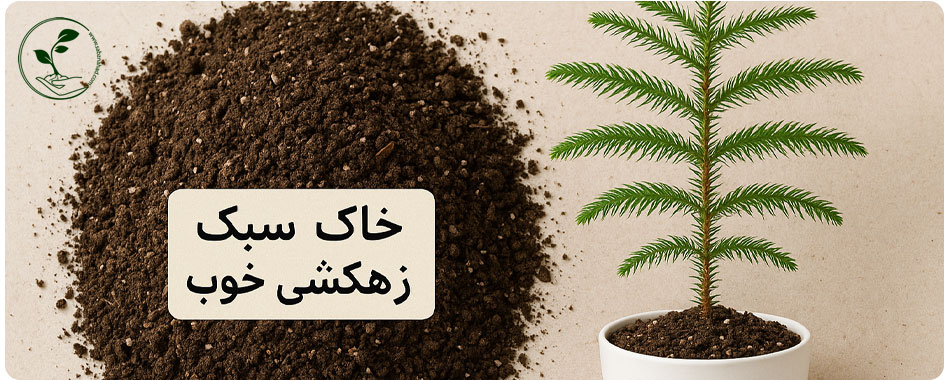خاک مناسب برای تقویت کاج مطبق