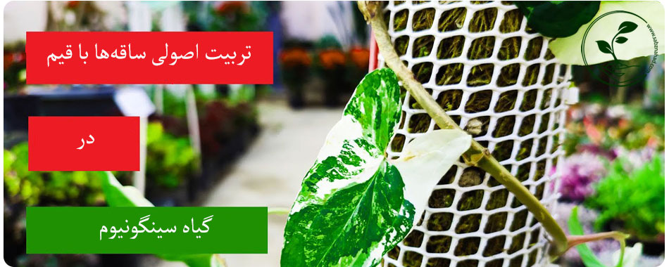 استفاده از قیم در نگهداری سینگنیوم