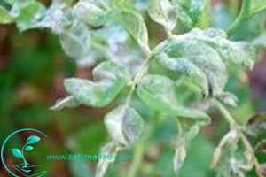 کپک پودری - Powdery mildew