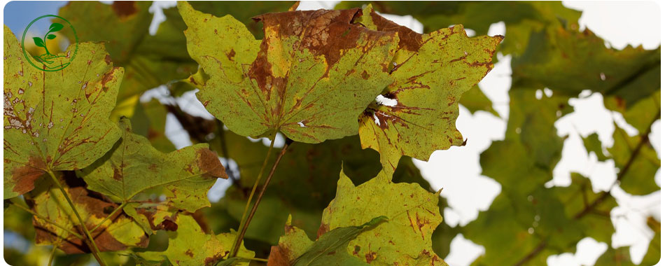آنتراکنوز برگ؛ دشمن خاموش گیاهان (شناسایی و درمان قطعی) 2 چرخه آنتراکنوز
