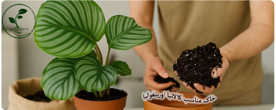 خاک مناسب گیاه کالاتیا