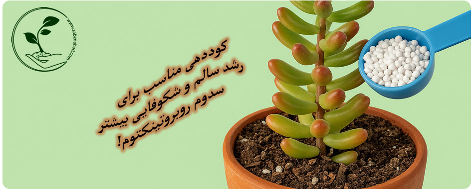 نحوه کوددهی گیاه سدوم روبروتینکتوم