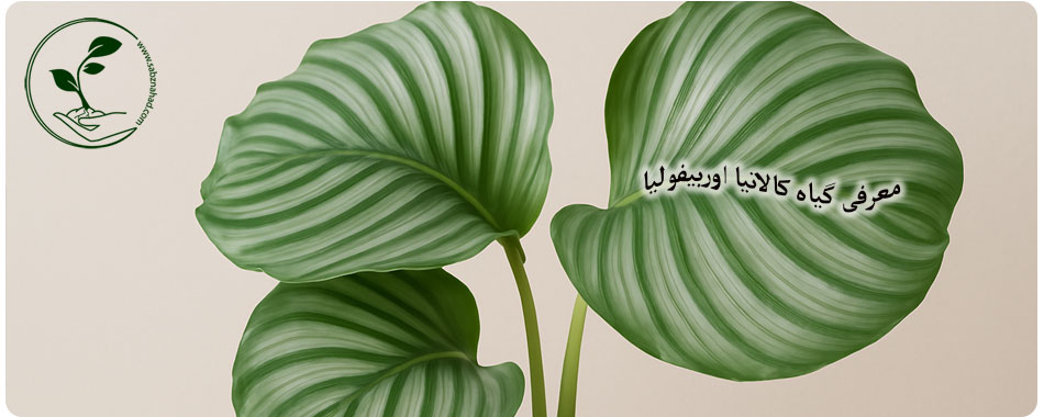 معرفی کالاتیا اوربیفولیا