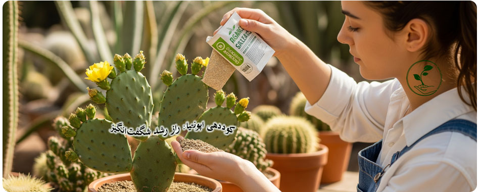 کوددهی کاکتوس اپونتیا در گلدان برای رشد سالم و گلدهی