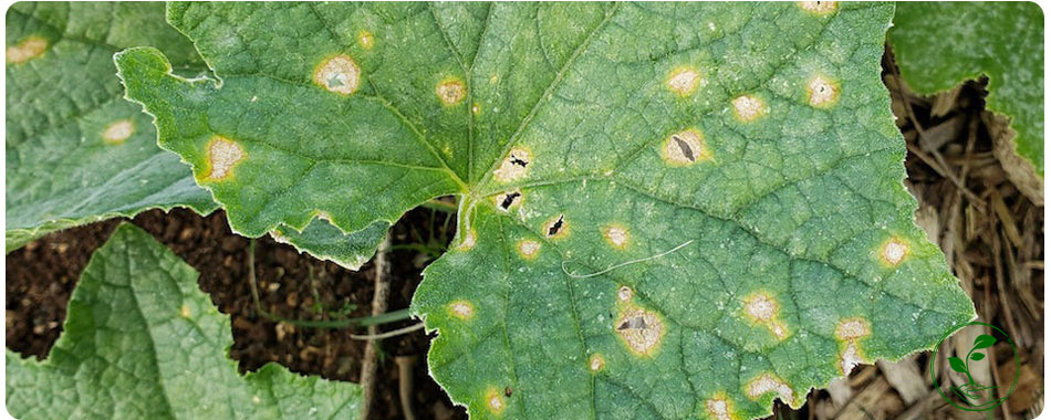 آنتراکنوز برگ؛ دشمن خاموش گیاهان (شناسایی و درمان قطعی) 3 علائم عمومی بیماری آنتراکنوز برگ