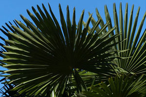 شرایط نگهداری نخل خرما - Date Palm