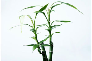 نگهداری گل بامبو - Bamboo