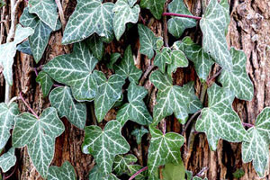 شرایط نگهداری پیچک - Tree ivy, bush ivy, ivy tree