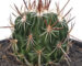 نگهداری کاکتوس اچینو فوسالو - echino fossulo cactus