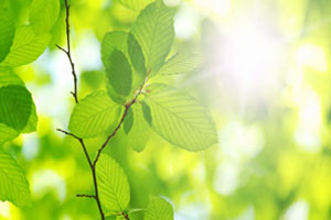 فتوسنتز گیاهان - Photosynthesis