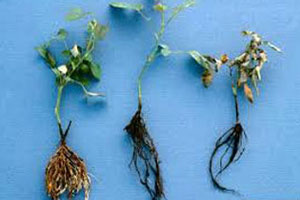 علت پوسیدگی ریشه گیاهان و درمان پوسیدگی ریشه