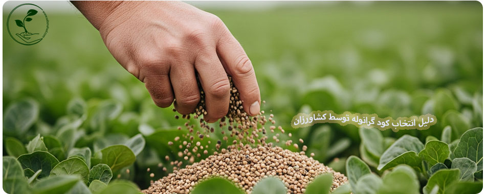 کود گرانوله با کیفیت بالا برای افزایش بهرهوری محصولات کشاورزی