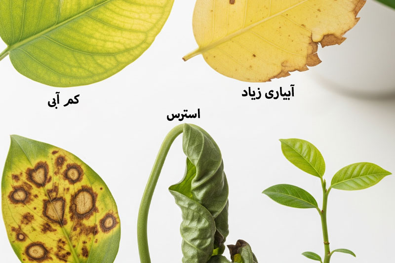 علائم بیماری گیاهان آپارتمانی: برگ‌های زرد، قهوه‌ای، لکه‌دار، پیچ‌خورده.