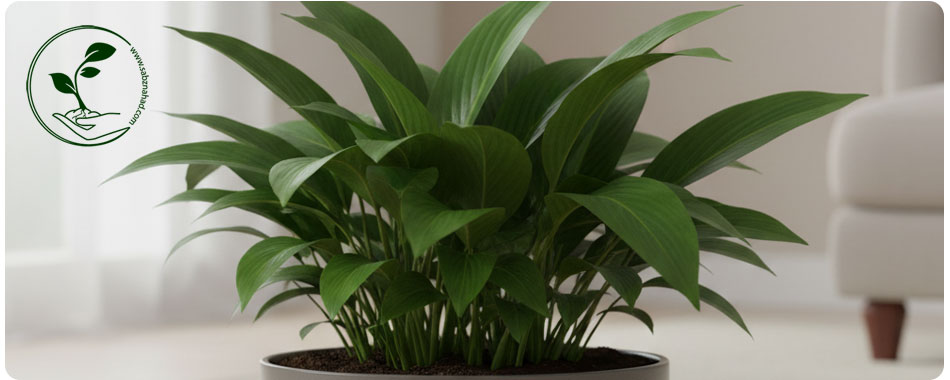 گیاهان مقاوم به نور کم: انتخابی ایدهآل برای خانهها و محیطهای کمنور 3 تصویری از گیاه برگ عبایی (گیاه آهنین) در یک گلدان، با برگهای پهن و سبز تیره که به دلیل مقاومت بالا شناخته شده است.