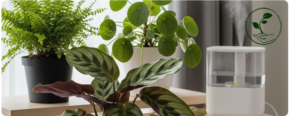 گیاهان مقاوم به نور کم: انتخابی ایدهآل برای خانهها و محیطهای کمنور 4 تصویری از مجموعهای از گیاهان آپارتمانی با نیازهای مراقبتی خاص، از جمله سرخس، پپرومیا و کالاتیا، که در یک محیط داخلی مدرن با نور فیلتر شده و رطوبت کافی قرار دارند.