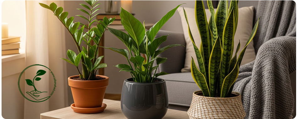 گیاهان مقاوم به نور کم: انتخابی ایدهآل برای خانهها و محیطهای کمنور 2 سه گیاه آپارتمانی مقاوم به نور کم شامل زاموفیلیا، برگ عبایی و سانسوریا در کنار هم روی میز