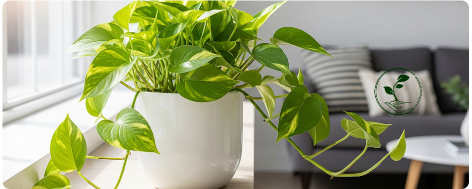 نگهداری پتوس: راهنمای کامل تقویت، رشد انفجاری و مراقبت در زمستان 2 تصویر اینفوگرافیک با عنوان 'چرا پتوس اینقدر محبوب است؟' نشاندهنده مزایای پتوس شامل تصفیه هوا، نگهداری آسان و زیبایی