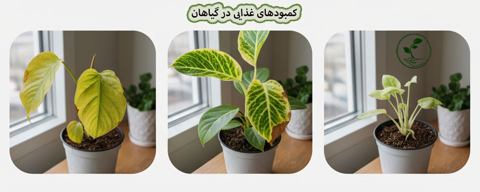 راهنمای جامع روتین کوددهی گیاهان آپارتمانی و باغچه (صفر تا صد تغذیه) 6 سه گیاه آپارتمانی در گلدان کنار پنجره که علائم مختلف کمبودهای غذایی (زردی کامل برگ، زردی بین رگبرگی و سفید شدن کامل) را نشان میدهند.