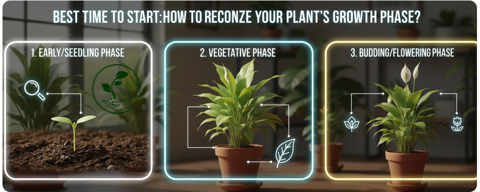 راهنمای جامع روتین کوددهی گیاهان آپارتمانی و باغچه (صفر تا صد تغذیه) 4 یک اینفوگرافیک شامل سه مرحله رشد گیاه (نشا، رویشی، گلدهی/جوانهزنی) که هر مرحله با یک تصویر گیاه و نمادهای مرتبط در کادرهای نورانی نشان داده شده است.