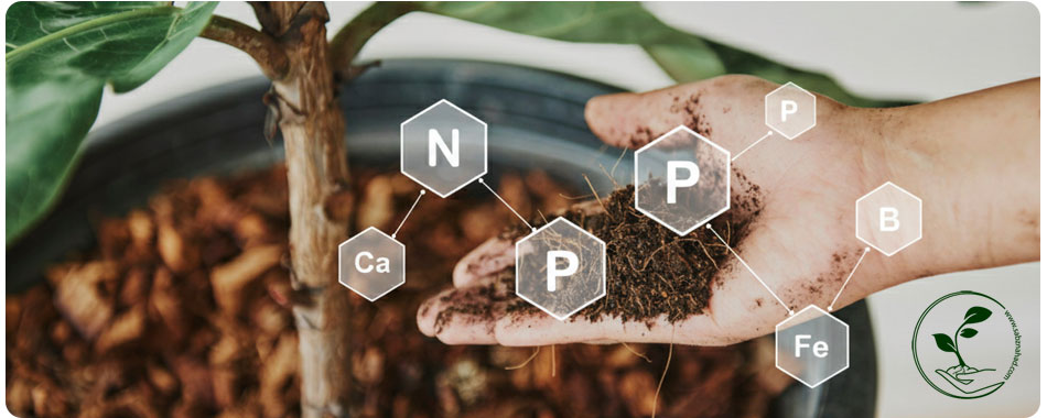 راهنمای جامع روتین کوددهی گیاهان آپارتمانی و باغچه (صفر تا صد تغذیه) 2 دستی در حال نگهداری خاک غنیشده با نمادهای عناصر غذایی NPK، Ca، B و Fe در کنار یک گلدان گیاه آپارتمانی.