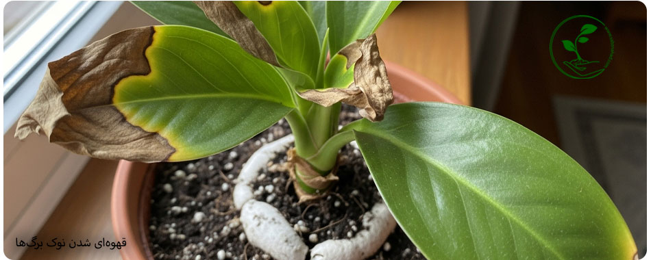 آموزش کامل روش مصرف کود NPK برای گلهای آپارتمانی (راهنمای جلوگیری از سوختگی ریشه) 5 تشخیص برگ سوخته شده در اثر اشتباه در روش مصرف کود NPK برای گلهای آپارتمانی