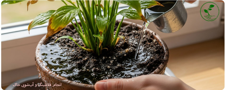آموزش کامل روش مصرف کود NPK برای گلهای آپارتمانی (راهنمای جلوگیری از سوختگی ریشه) 6 آموزش عملی فلاشینگ (آبشویی) خاک گلدان برای نجات گیاه سوخته با کود NPK