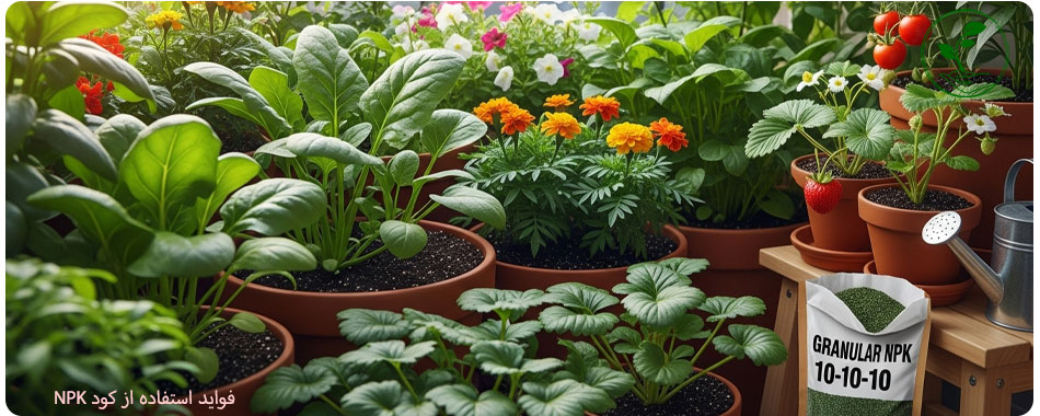 آموزش کامل روش مصرف کود NPK برای گلهای آپارتمانی (راهنمای جلوگیری از سوختگی ریشه) 8 لدانهای آپارتمانی سرزنده و سالم، نتیجه نهایی روش مصرف کود NPK صحیح