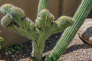 کاکتوس پایپ ارگان