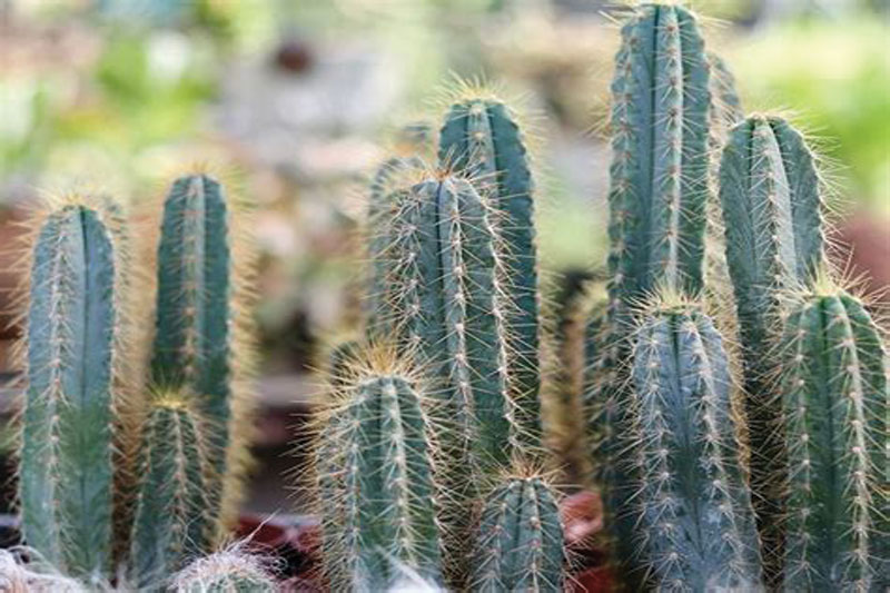 🌵 Pilosocereus pachycladus – کاکتوس آبی 2 2 2