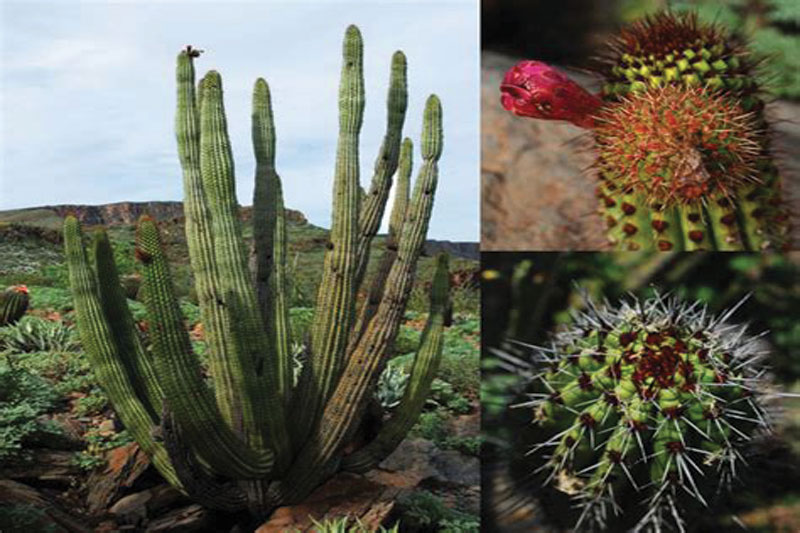 🌵 Stenocereus thurberi – کاکتوس پایپ ارگان 2 2 4