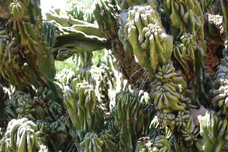 🌵 Cereus peruvianus – کاکتوس سرئوس 2 Untitled 2 1